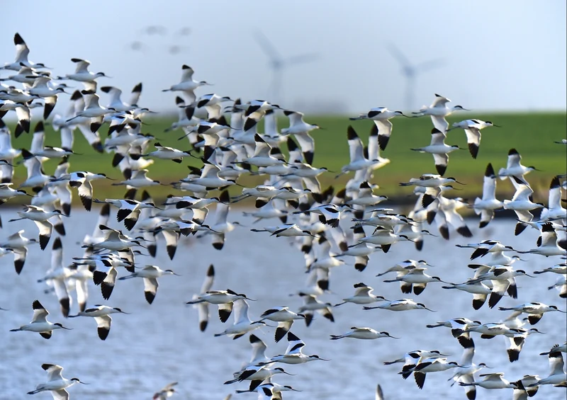 36113 Tierwelt - Vogelschwarm Puzzle