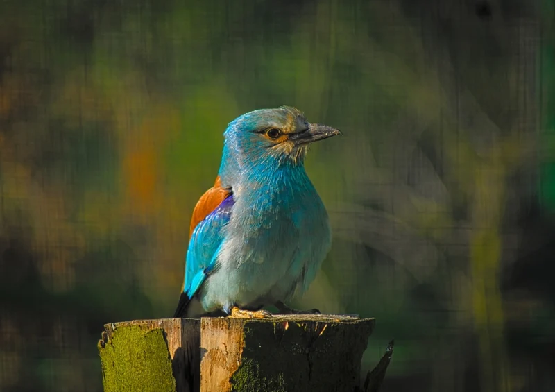 36107 Tierwelt - Vogel Puzzle