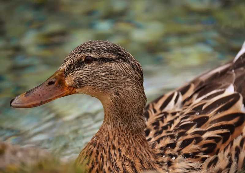 36102 Tierwelt - Stockente Puzzle