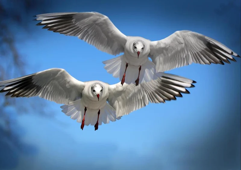 26405 Tierwelt - Möwen im Flug Puzzle