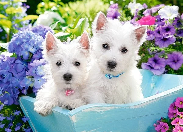 Westie Puppies, Greg Cuddiford