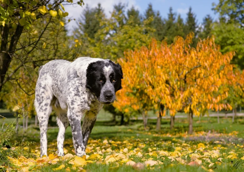 34389 Tierwelt - Hund Puzzle