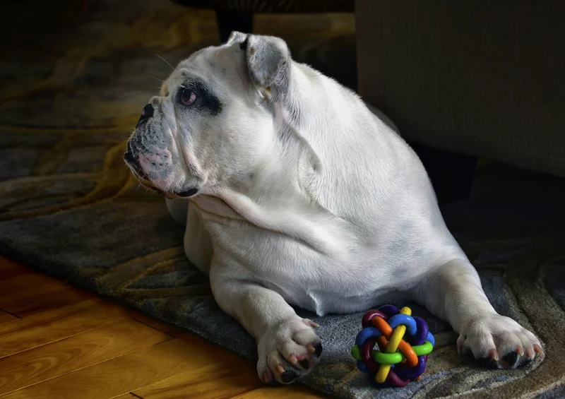 35866 Tierwelt - Englisch bulldogge Puzzle