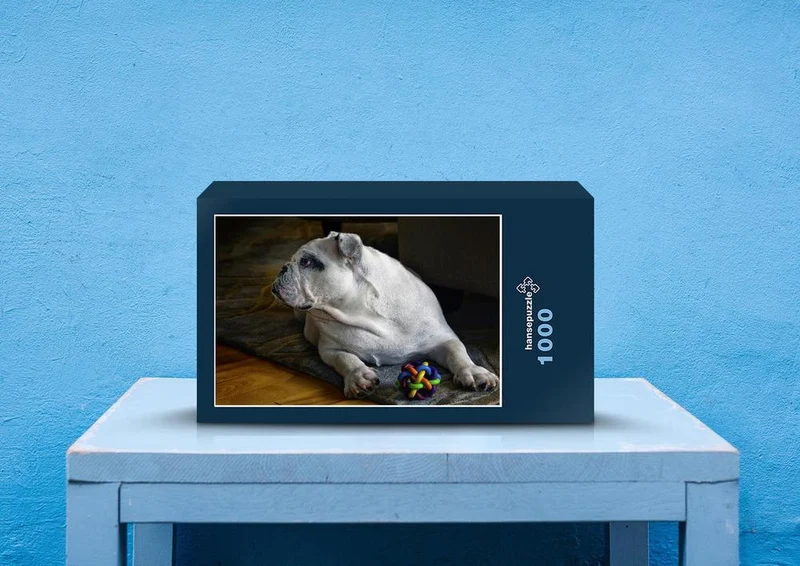 35866 Tierwelt - Englisch bulldogge Puzzle