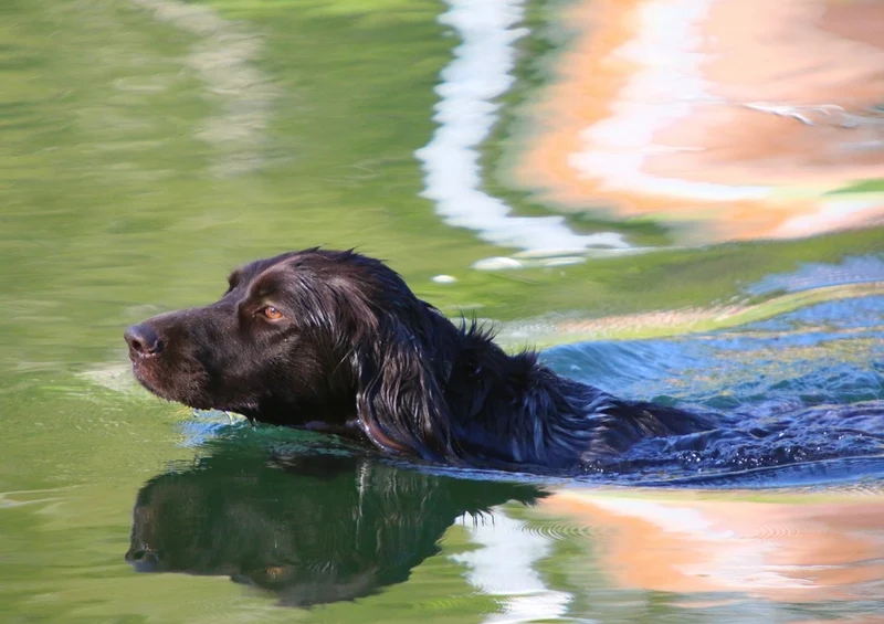 41234 Tierwelt - See-Hund Puzzle