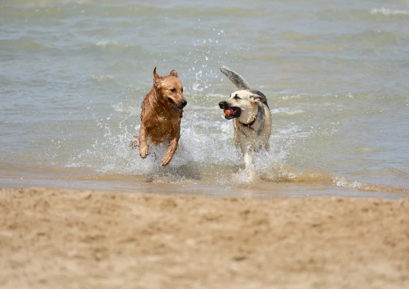 34382 Tierwelt - Hund Puzzle