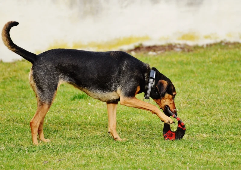 34377 Tierwelt - Hund Puzzle