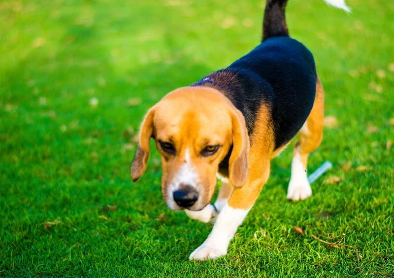 34191 Tierwelt - Hund Puzzle