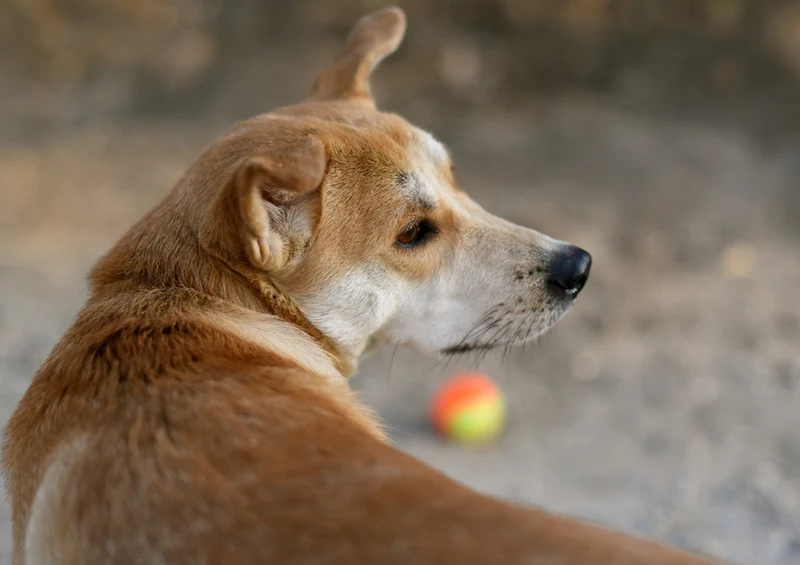 41229 Tierwelt - Hunde-Blick Puzzle