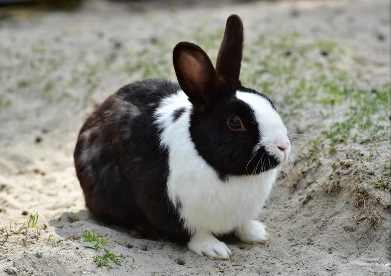 30410 Tierwelt - Hase Puzzle