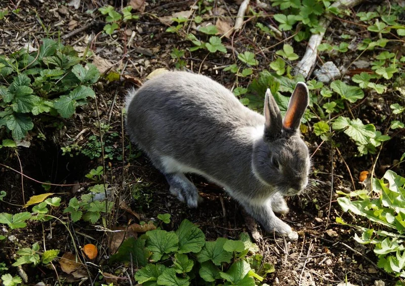 30815 Tierwelt - Kaninchen Puzzle