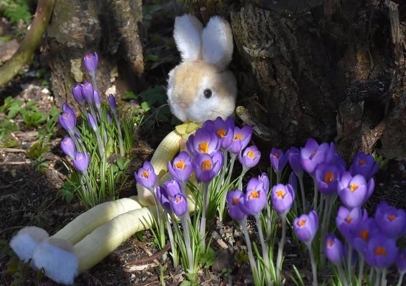 18811 Tierwelt - Hase im Krokus Puzzle