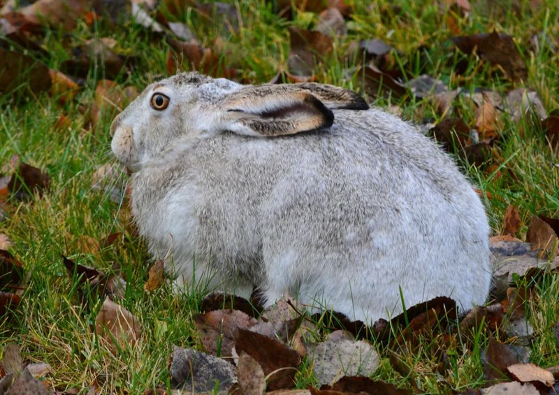 30805 Tierwelt - Kaninchen Puzzle