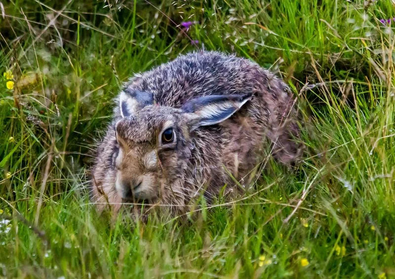 30800 Tierwelt - Hase im Feld Puzzle
