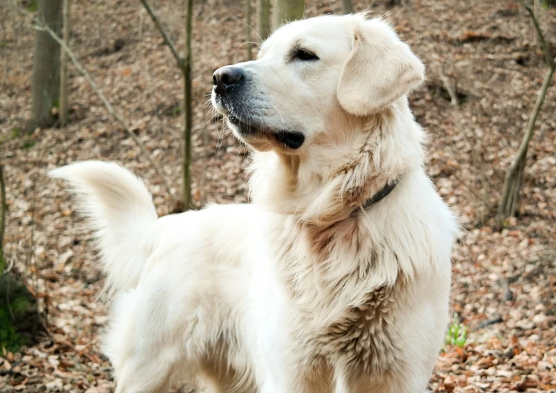 34024 Tierwelt - Hund Puzzle