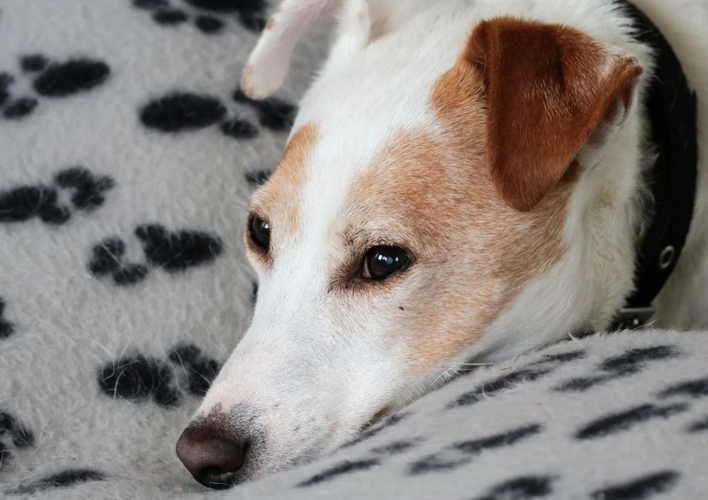 34019 Tierwelt - Jack russell Puzzle
