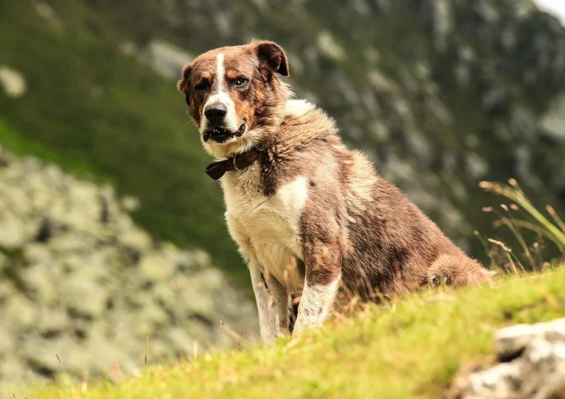 31433 Tierwelt - Hund in den Bergen Puzzle
