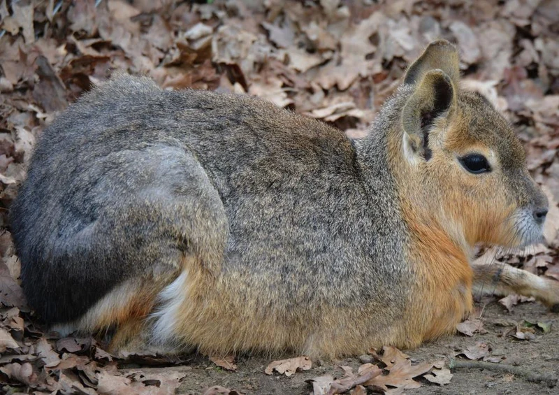 29994 Tierwelt - Hase im Laub Puzzle