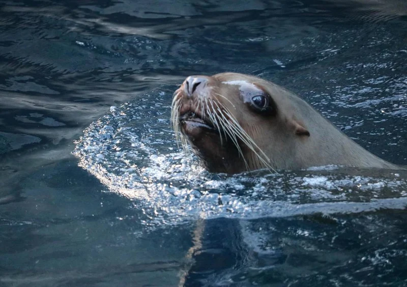 18796 Tierwelt - Seehund im Wasser Puzzle