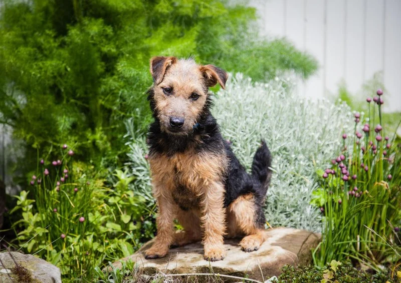 31418 Tierwelt - Terrier im Garten Puzzle