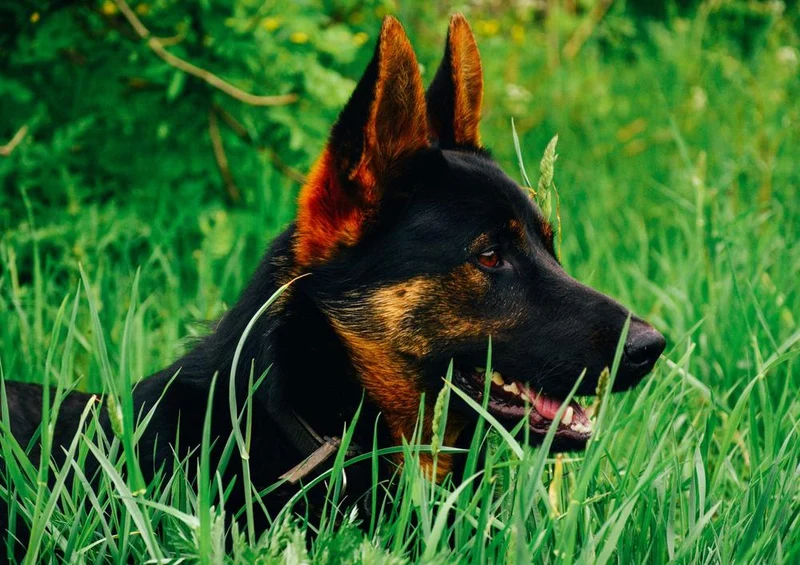 31413 Tierwelt - Schäferhund im Gras Puzzle