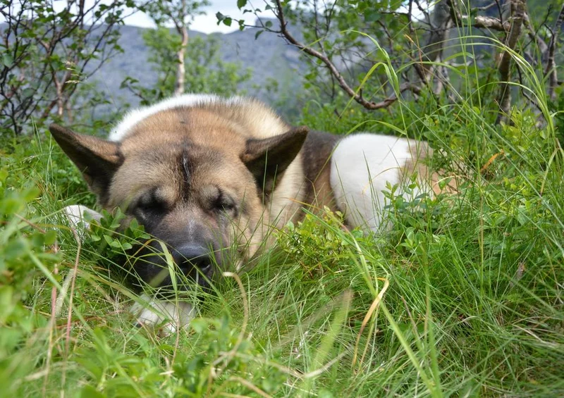 31399 Tierwelt - Schäferhund im Gras Puzzle