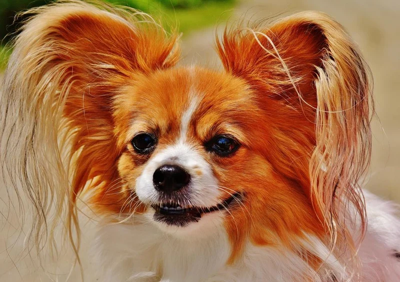 31394 Tierwelt - Chihuahua Puzzle