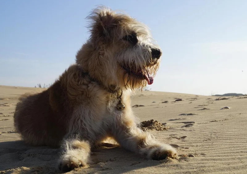 31389 Tierwelt - Terrier im Sand Puzzle