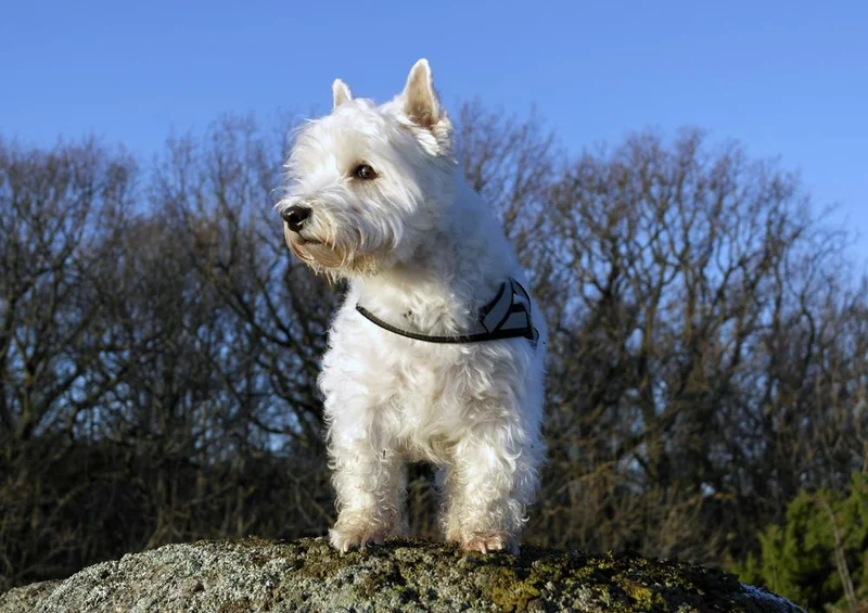 29688 Tierwelt - Terrier Puzzle