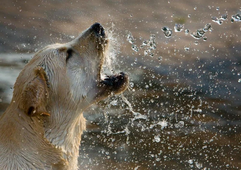 31384 Tierwelt - Hund am Wasser Puzzle