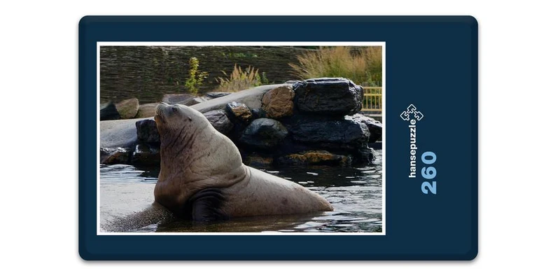 18761 Tierwelt - Seelöwe Puzzle