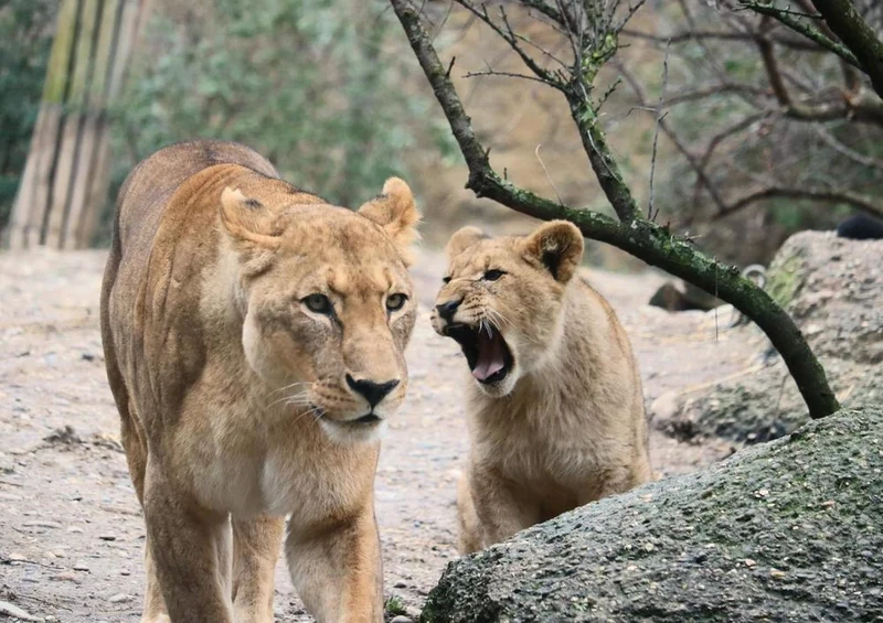 18756 Tierwelt - Wild-Katzen Puzzle