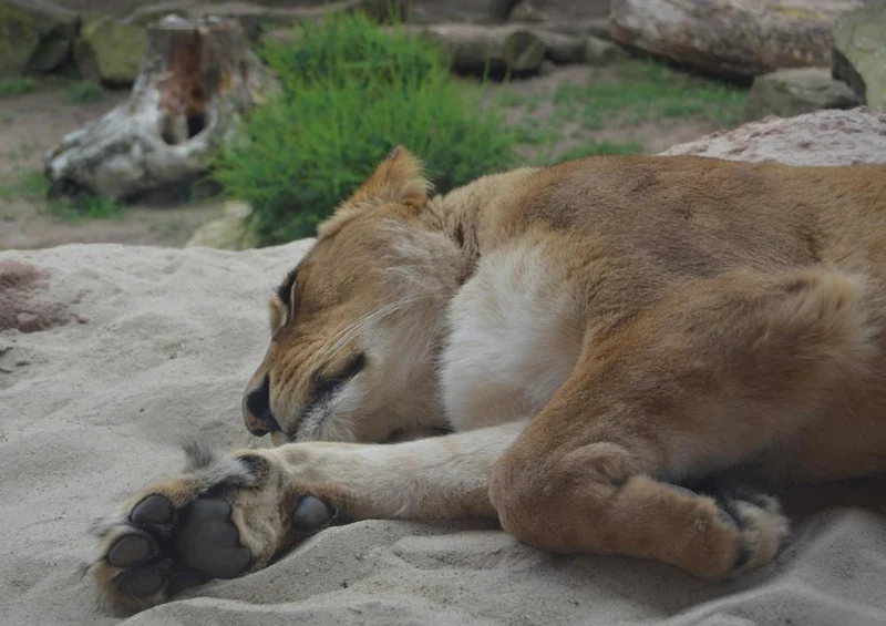 29906 Tierwelt - Löwe im Sand Puzzle