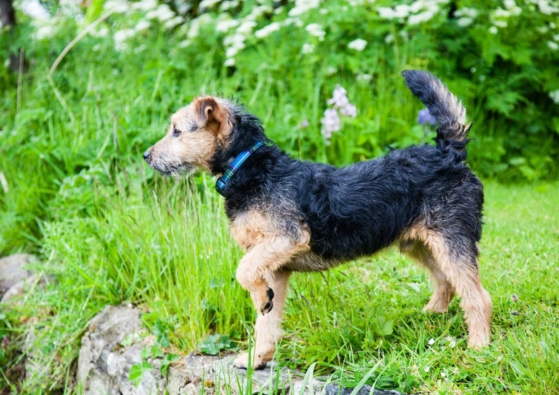 41260 Tierwelt - Terrier Puzzle