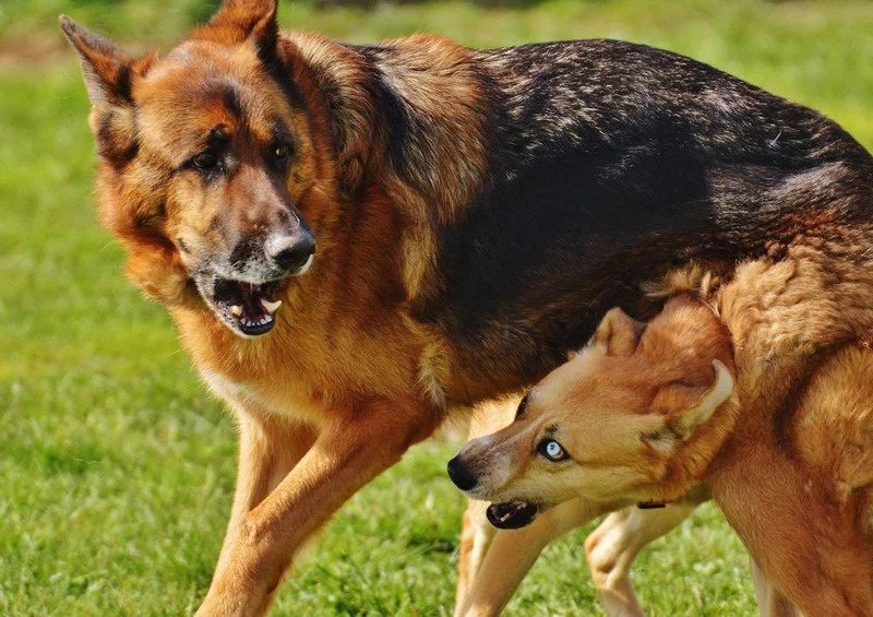 30855 Tierwelt - spielende Hunde Puzzle