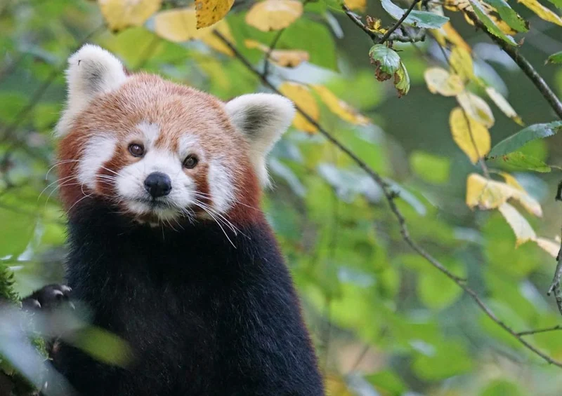 18866 Tierwelt - Roter Panda Puzzle