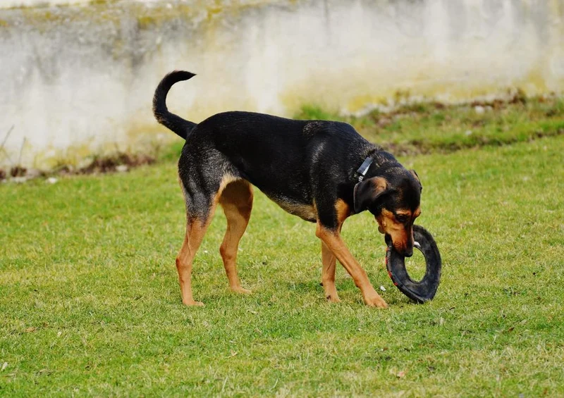 30850 Tierwelt - Hund auf Wiese Puzzle