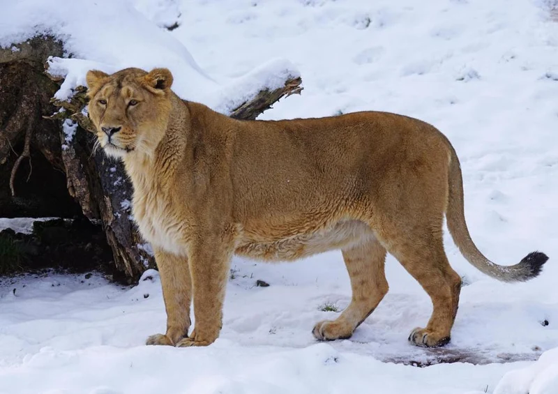 29954 Tierwelt - Löwe im Schnee Puzzle