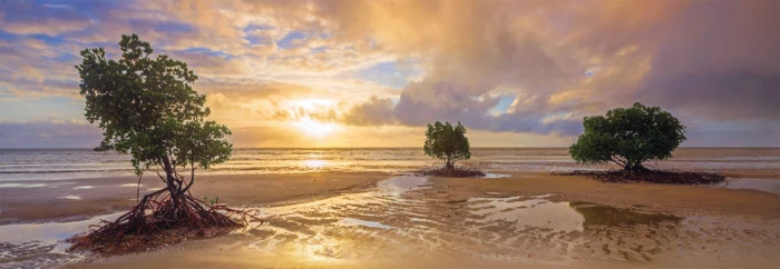 Cape Tribulation, Daintree National Park, Queensland - Australia (Panorama)