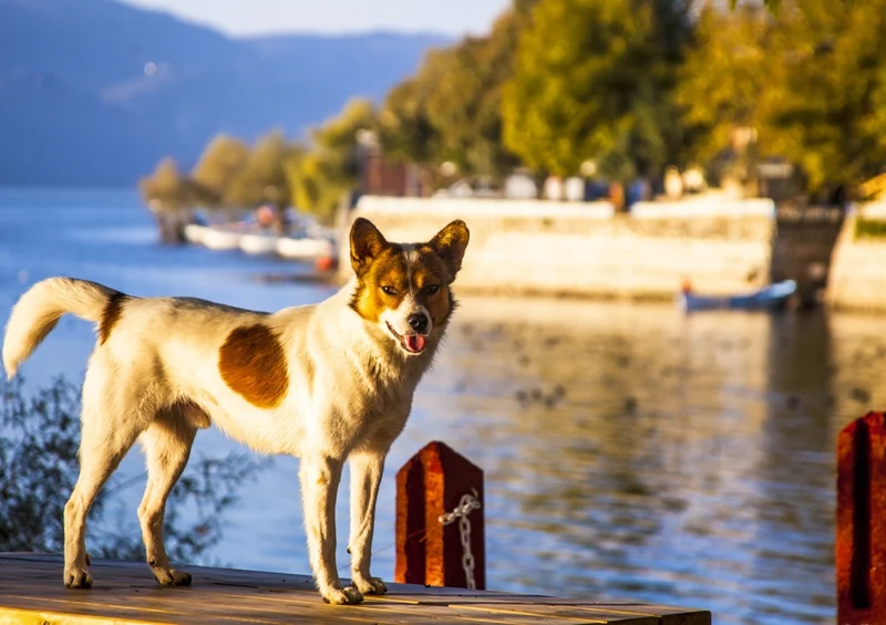 34426 Tierwelt - Hund Puzzle