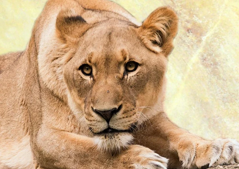 29663 Tierwelt - Löwin Puzzle