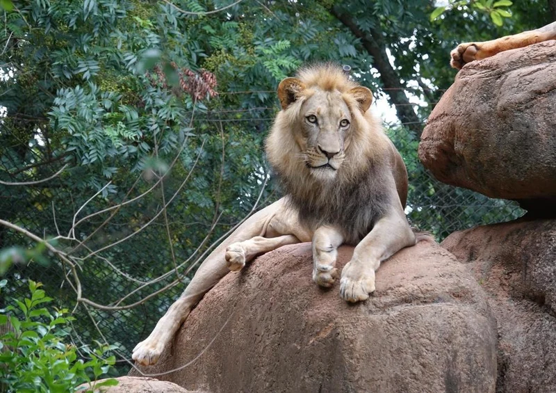 29658 Tierwelt - Löwe Puzzle