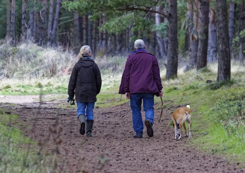 41254 Tierwelt - Spaziergang mit Hund Puzzle