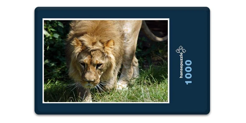 16879 Tierwelt - Löwe auf Jagd Puzzle