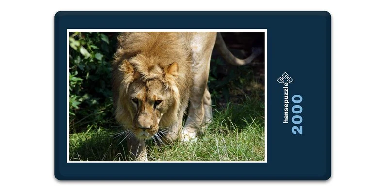 16879 Tierwelt - Löwe auf Jagd Puzzle