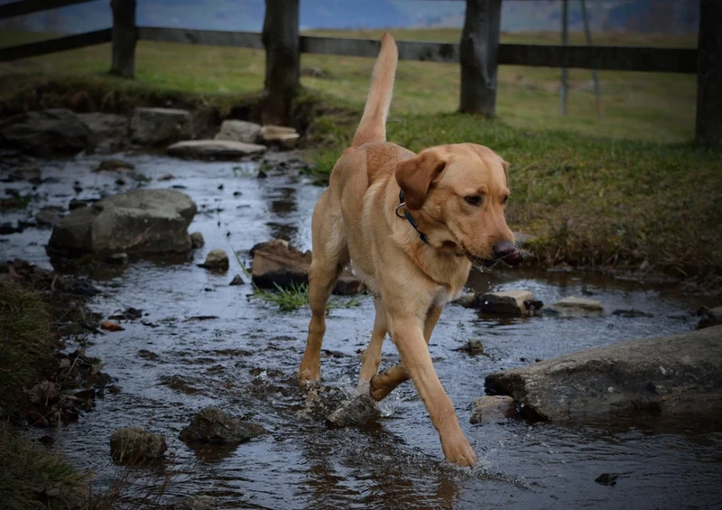 34420 Tierwelt - Labrador Puzzle