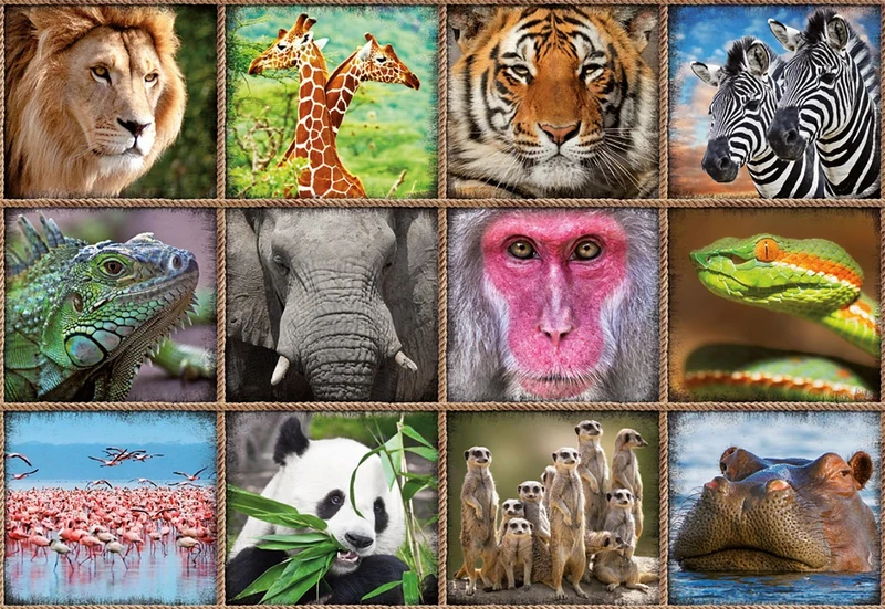 Wild Animals Collage