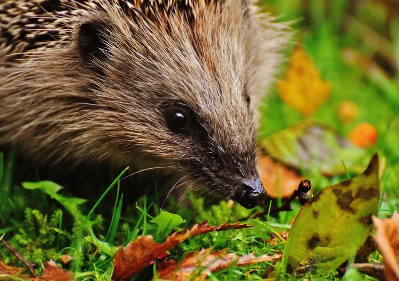 29798 Tierwelt - Igel im Laub Puzzle