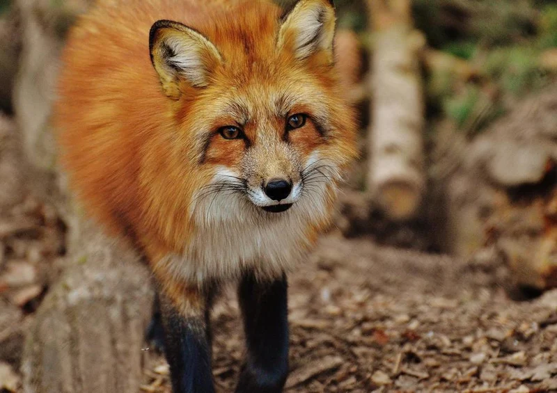 16864 Tierwelt - Fuchs Puzzle