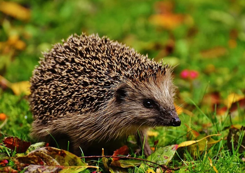 16859 Tierwelt - Igel im Laub Puzzle